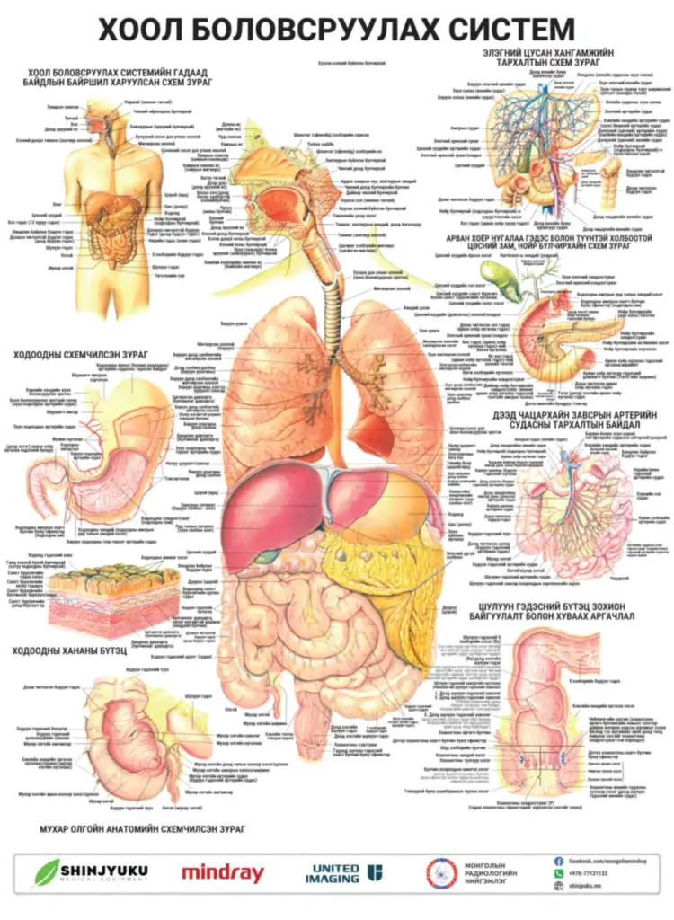 Зурагт хуудас - Хоол боловсруулах систем